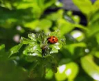 A walk in the park / Una passeggiata nel parco (ENG/ITA) thumbnail