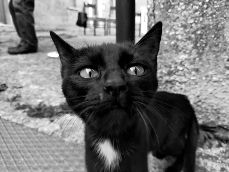 gattobn.jpg