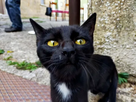 gattocolore.jpg