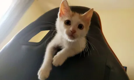 chairgamerCuki3.jpg