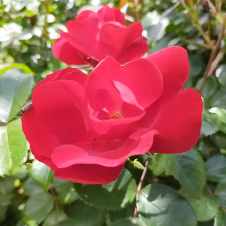 IMG20210531124249.jpg