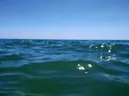 Una piacevole (mezza) giornata al mare... thumbnail